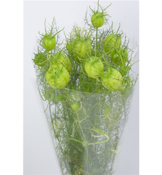 Nigella zaad verde 40 - NIGZAAVER