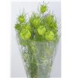 Nigella zaad verde 40 - NIGZAAVER