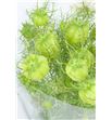 Nigella zaad verde 40 - NIGZAAVER1