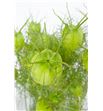 Nigella zaad verde 40 - NIGZAAVER2