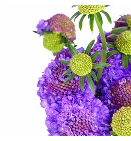 Scabiosa lavender scoop 60 - SCALAVSCO