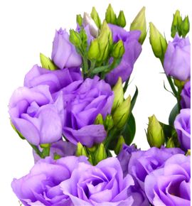 Lisianthus croma lavander 70 - LISCROLAV