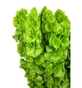 Moluccella stuk 60 - MOLSTU