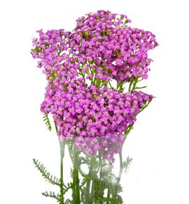 Achilea lila beauty 55 - ACHLILBEA