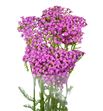 Achilea lila beauty 55 - ACHLILBEA