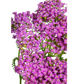 Achilea lila beauty 55 - ACHLILBEA