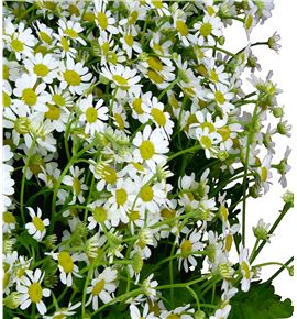 Tanacetum single vegmo 50 - TANSINVEG