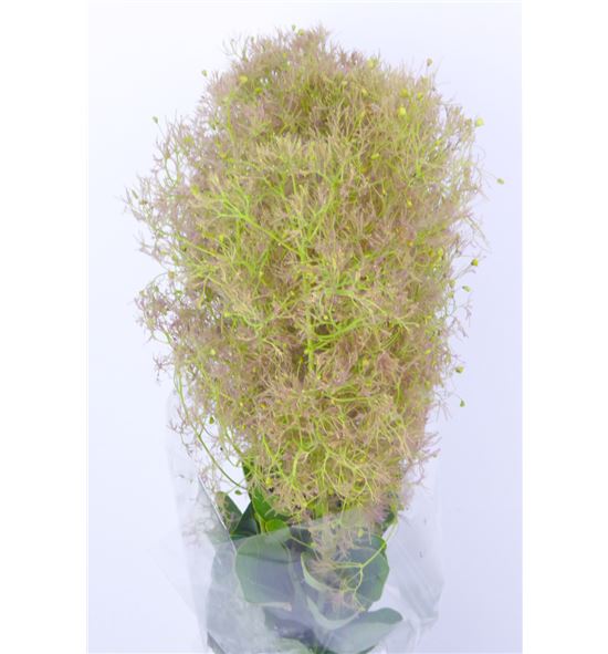 Cotinus green fountain 55 - COTGREFOU