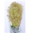 Cotinus green fountain 55 - COTGREFOU