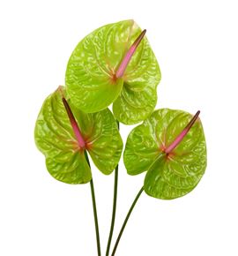 Anthurium verino x10 - ANTVER