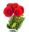 Dahlia red fox 50 - DAHREDCAP