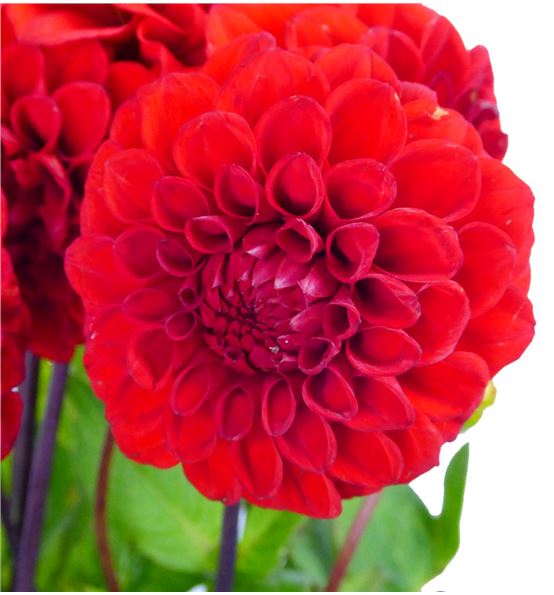 Dahlia red fox 50