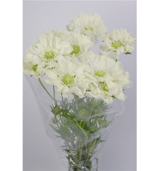 Scabiosa anika blanco 70 - SCAANN