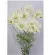 Scabiosa anika blanco 70 - SCAANN