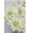 Scabiosa anika blanco 70 - SCAANN1