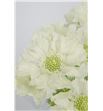Scabiosa anika blanco 70 - SCAANN2