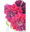 Dahlia arabian night 50 - DAHARANIG1