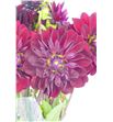 Dahlia arabian night 50 - DAHARANIG2