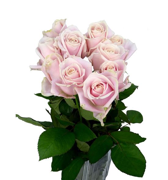 Rosa hol. sweet avalanche 50 - RGRSWEAVA