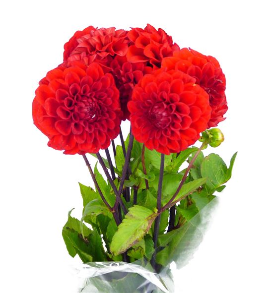 Dahlia red cap 45 - DAHREDCAP