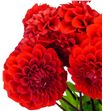 Dahlia red cap 45 - DAHREDCAP1