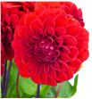 Dahlia red cap 45 - DAHREDCAP2