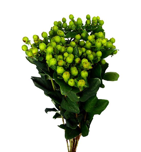 Hypericum magical green power 40 - HYPMAGGREPOW