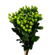 Hypericum magical green power 40 - HYPMAGGREPOW