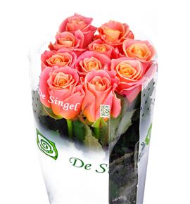 Rosa hol miss piggy 50 - RGRMISPIG