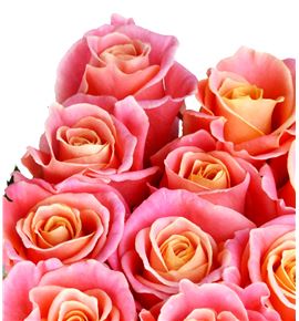 Rosa hol miss piggy 50 - RGRMISPIG