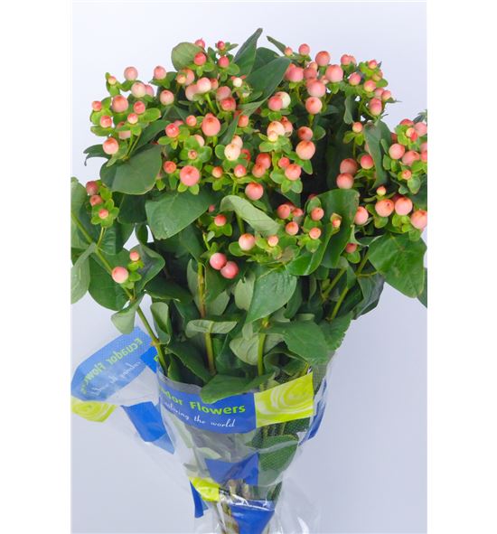 Hypericum magical pink 60 - HYPMAGPINGIA