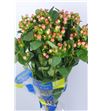 Hypericum magical pink 60 - HYPMAGPINGIA