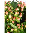 Hypericum magical pink 60 - HYPMAGPINGIA1