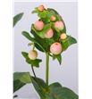 Hypericum magical pink 60 - HYPMAGPINGIA2