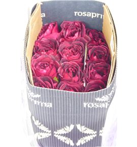 Rosa austin tess 40 - RGRAUSTES