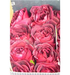 Rosa austin tess 40 - RGRAUSTES