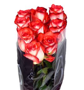 Rosa hol blush 60 - RGRBLUS