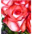 Rosa hol blush 60 - RGRBLUS2