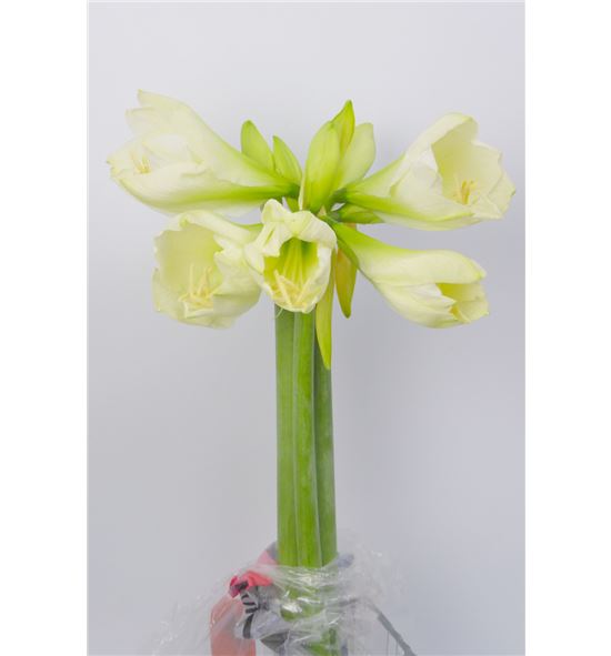 Amarilis mont blanc 60 - HIPMONBLA