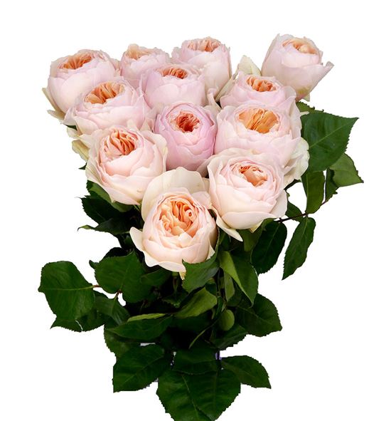 Rosa austin juliet 40 - RGRAUSJUL