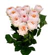 Rosa austin juliet 40 - RGRAUSJUL