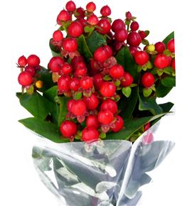 Hypericum coco rio 50 - HYPCOCRIO