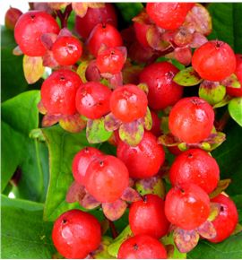 Hypericum coco rio 50 - HYPCOCRIO