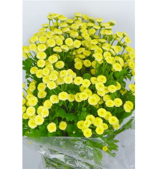 Tanacetum yellow vegmo 55 - TANYELVEG