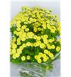 Tanacetum yellow vegmo 55 - TANYELVEG