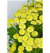 Tanacetum yellow vegmo 55 - TANYELVEG1