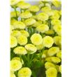 Tanacetum yellow vegmo 55 - TANYELVEG2