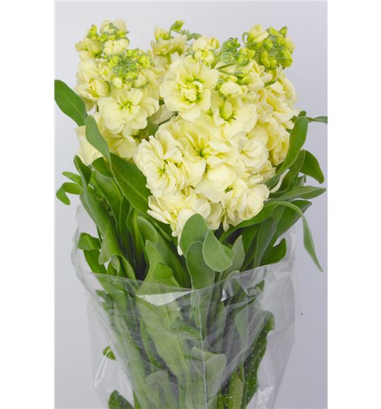 Matthiola anytime yellow 53 - MATMATYEL