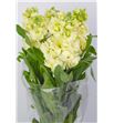 Matthiola anytime yellow 53 - MATMATYEL