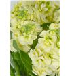 Matthiola anytime yellow 53 - MATMATYEL1